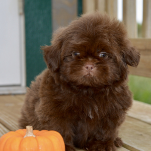Shih Tzu Puppy Boone
