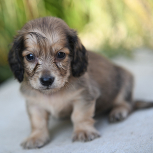Dachshund Puppy Jet