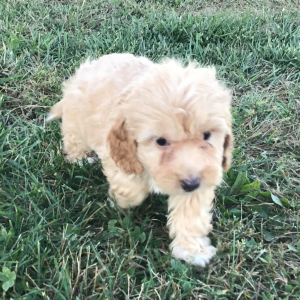 Doxiepoo Puppy Lang