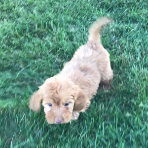 Doxiepoo Puppy Luane