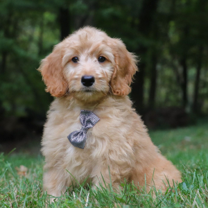 Goldendoodle Puppy Maxwell