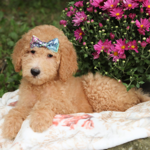 Labradoodle Puppy Remington