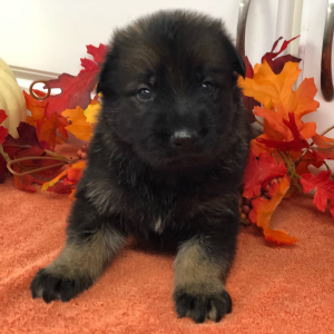 German Shepherd Dog Puppy Mighty Man
