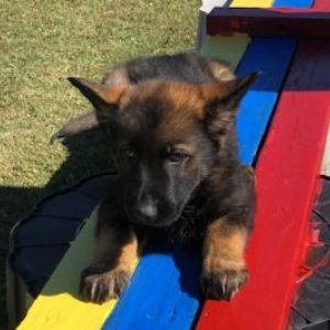 German Shepherd Dog Puppy Mighty Man