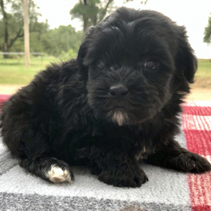 Yorkiepoo Puppy Kenadie