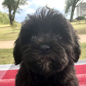 Yorkiepoo Puppy Kenadie