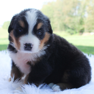 Bernese Mountain Dog Puppy Arnie
