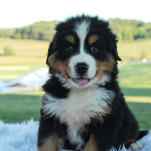 Bernese Mountain Dog Puppy Arnie