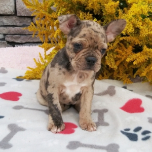 Frenchton Puppy Michelle
