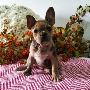 Frenchton Puppy Michelle