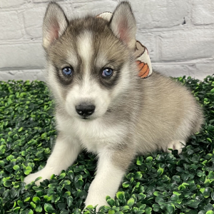 Siberian Husky Puppy Ashton