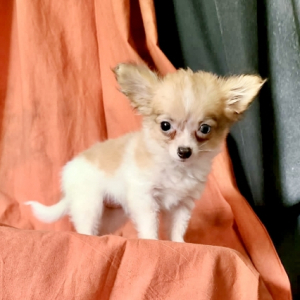 Chihuahua Puppy Luna