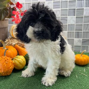 Cockapoo Puppy Baxterr