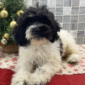 Cockapoo Puppy Baxterr