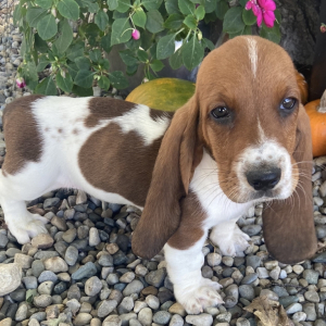Basset Hound Puppy Ranger