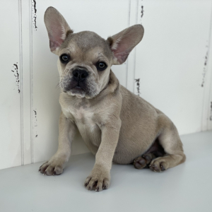 French Bulldog Puppy Bentley
