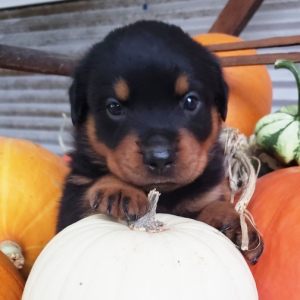 Rottweiler Puppy Sasha