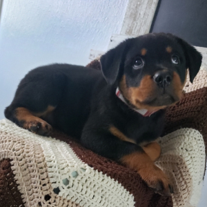 Rottweiler Puppy Sasha