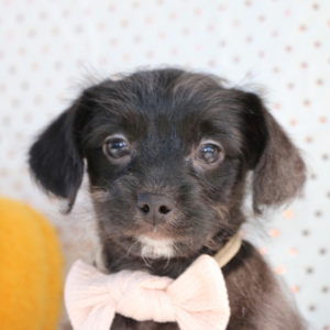 Yorkiepoo Puppy Magic