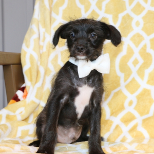 Yorkiepoo Puppy Magic