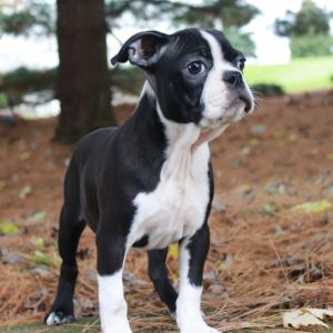 Boston Terrier Puppy Stella