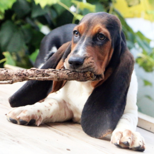 Basset Hound Puppy Martina