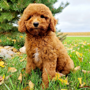 Poodle Puppy Lacey