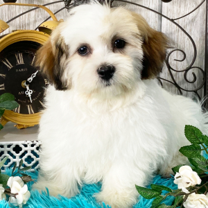 Havashu Puppy Sean