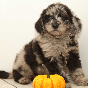 Goldendoodle Puppy Moose