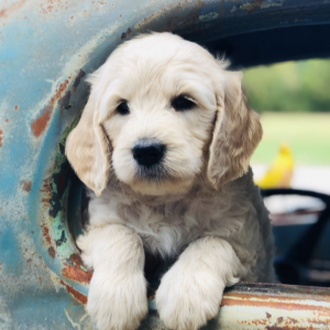 Goldendoodle Puppy Annie
