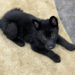 German Shepherd Dog Puppy Jacob