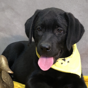 Labrador Retriever Puppy Mellon