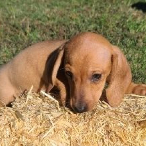 Dachshund Puppy Pearl