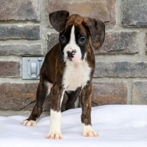 Boxer Puppy Bella