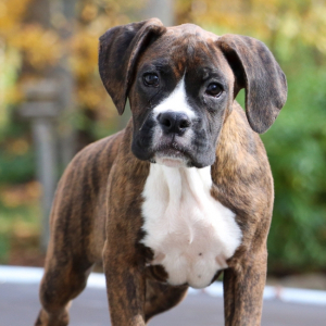 Boxer Puppy Bella