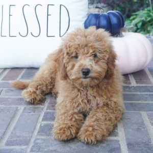 Goldendoodle Puppy Stella