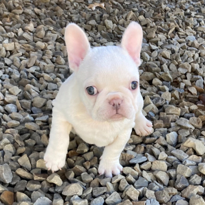 French Bulldog Puppy Bernice