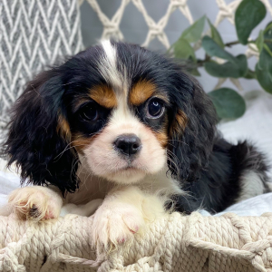 Cavalier King Charles Spaniel Puppy Gavin