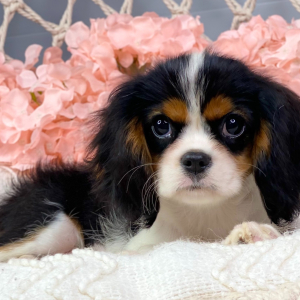 Cavalier King Charles Spaniel Puppy Gavin