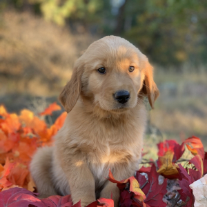 Golden Retriever Puppy Henry