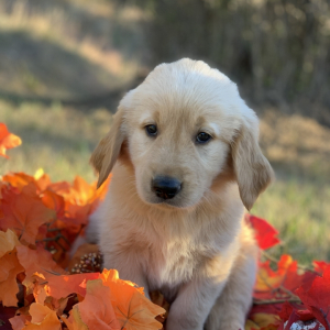 Golden Retriever Puppy Sparky