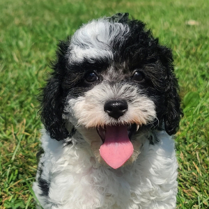 Poodle Puppy Cookie