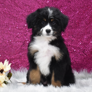 Bernedoodle Puppy Gypsy