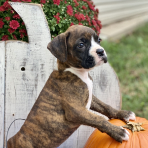 Boxer Puppy Winifred