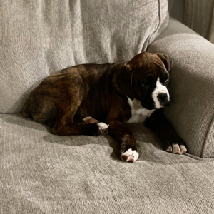 Boxer Puppy Winifred