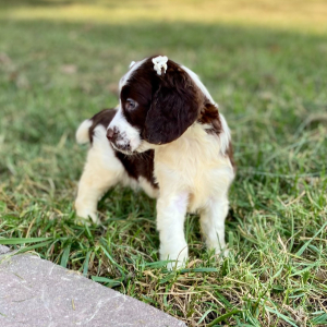 English Springer Spaniel Puppy Melisa
