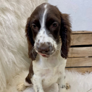English Springer Spaniel Puppy Melisa