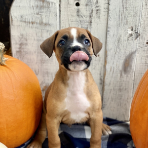 Boxer Puppy Salem