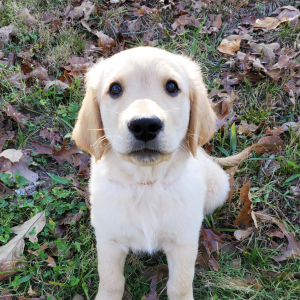 Golden Retriever Puppy Skip