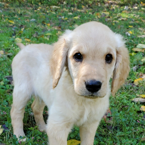 Golden Retriever Puppy Luna